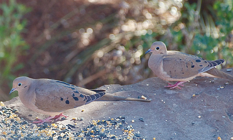 what-do-i-feed-my-pet-dove