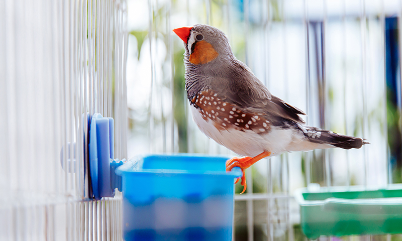 how-big-are-pet-finches