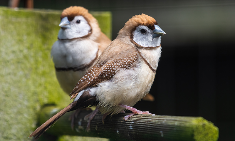 how-can-i-bond-with-my-pet-finches