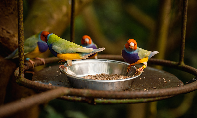 what-do-i-feed-my-pet-finches