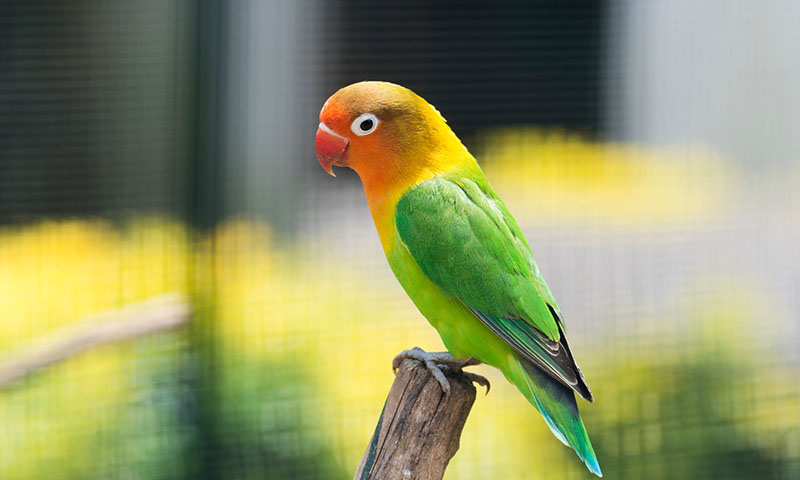 how-big-are-lovebirds