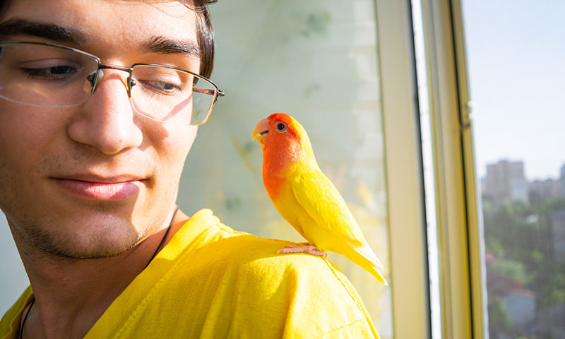 how-can-i-bond-with-my-lovebirds