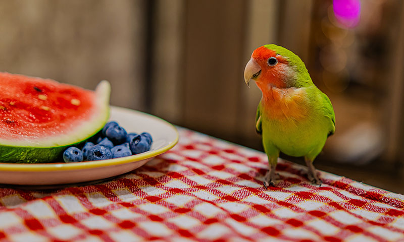 what-do-i-feed-my-lovebirds