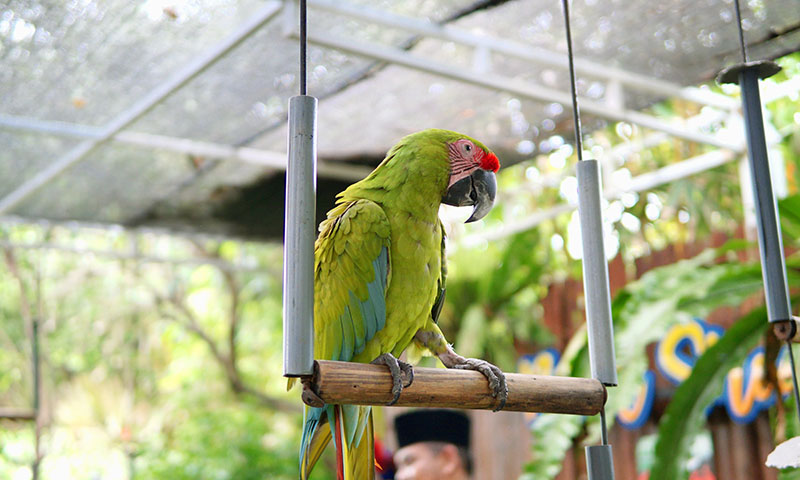 do-macaws-like-toys