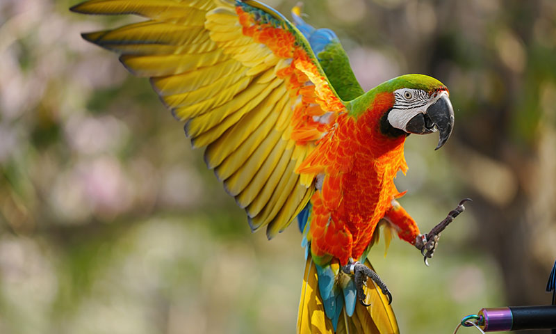 macaws-are-not-starter-birds