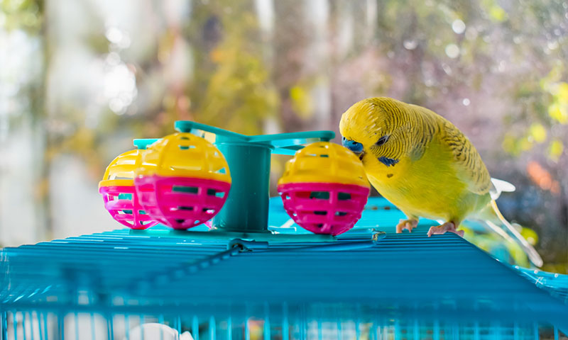 do-parakeets-like-toys