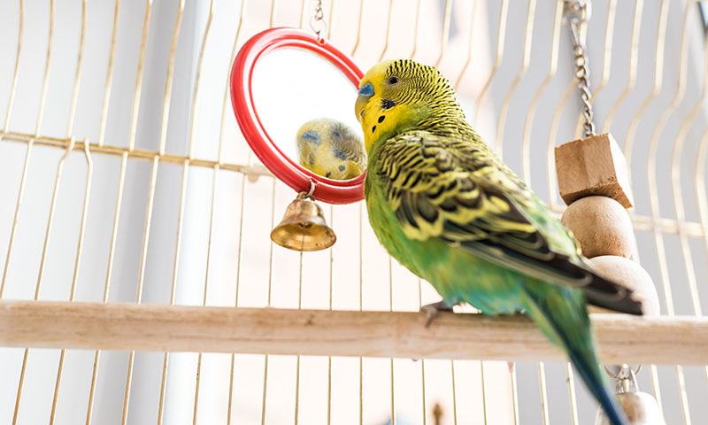 parakeets-make-great-pets