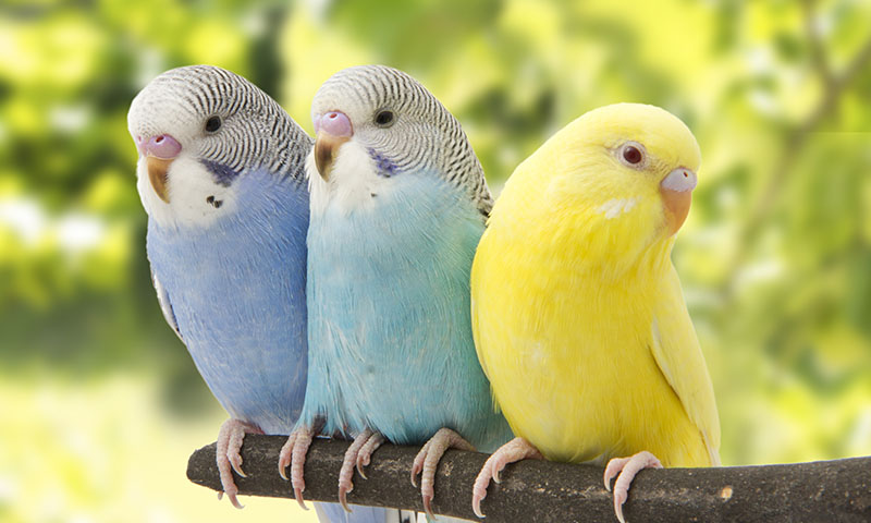 what-colors-are-parakeets