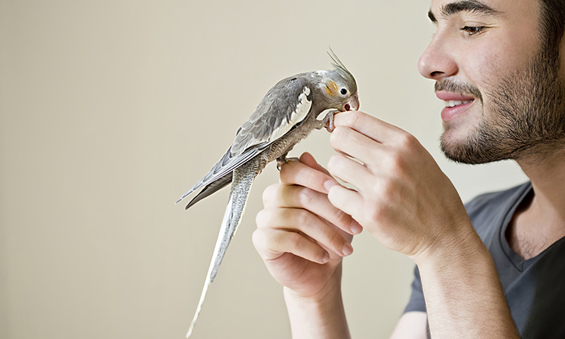parrots-make-great-pets