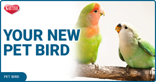 Kaytee Pet Bird