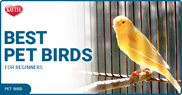 best pet birds for beginners