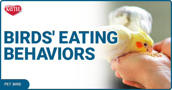 pet bird eating behaviors
