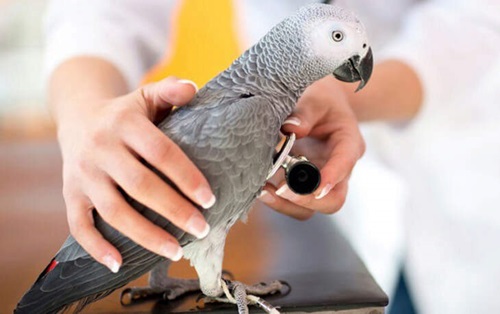 Pet Bird Health