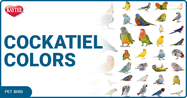 cockatiel colors