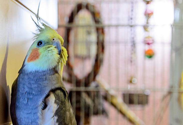 Cockatiel Blog Checklist