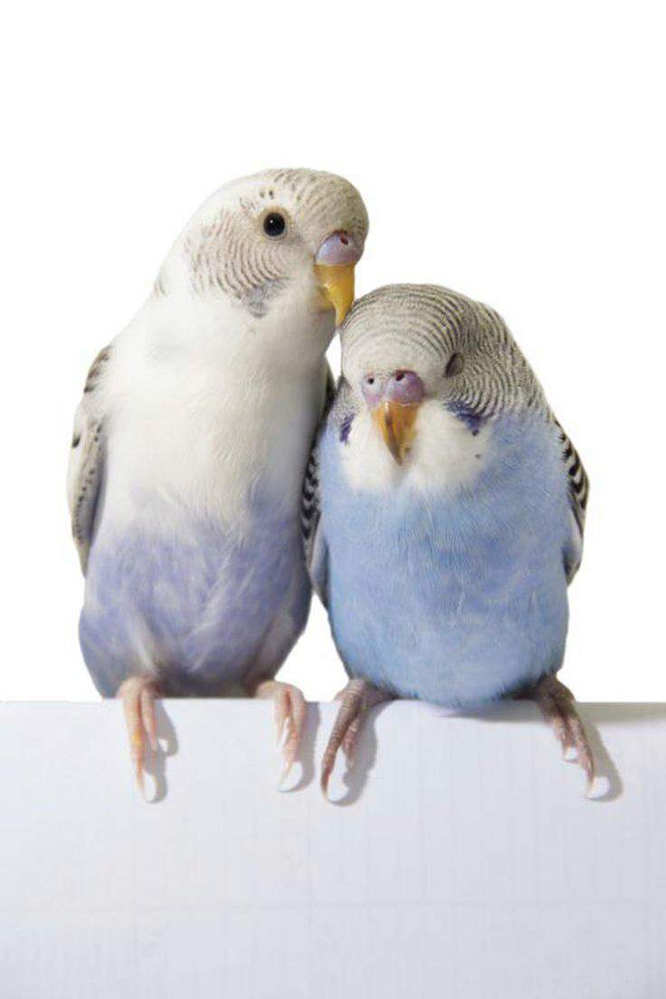Parakeet Behavior