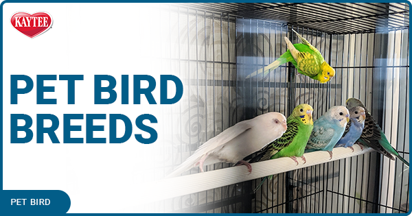Kaytee blog post pet bird breeds