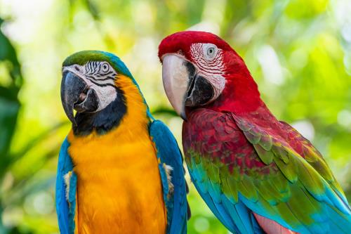 kaytee blog pet bird breeds macaw