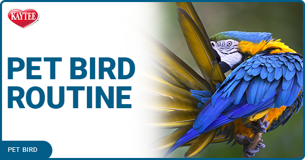 pet bird routine