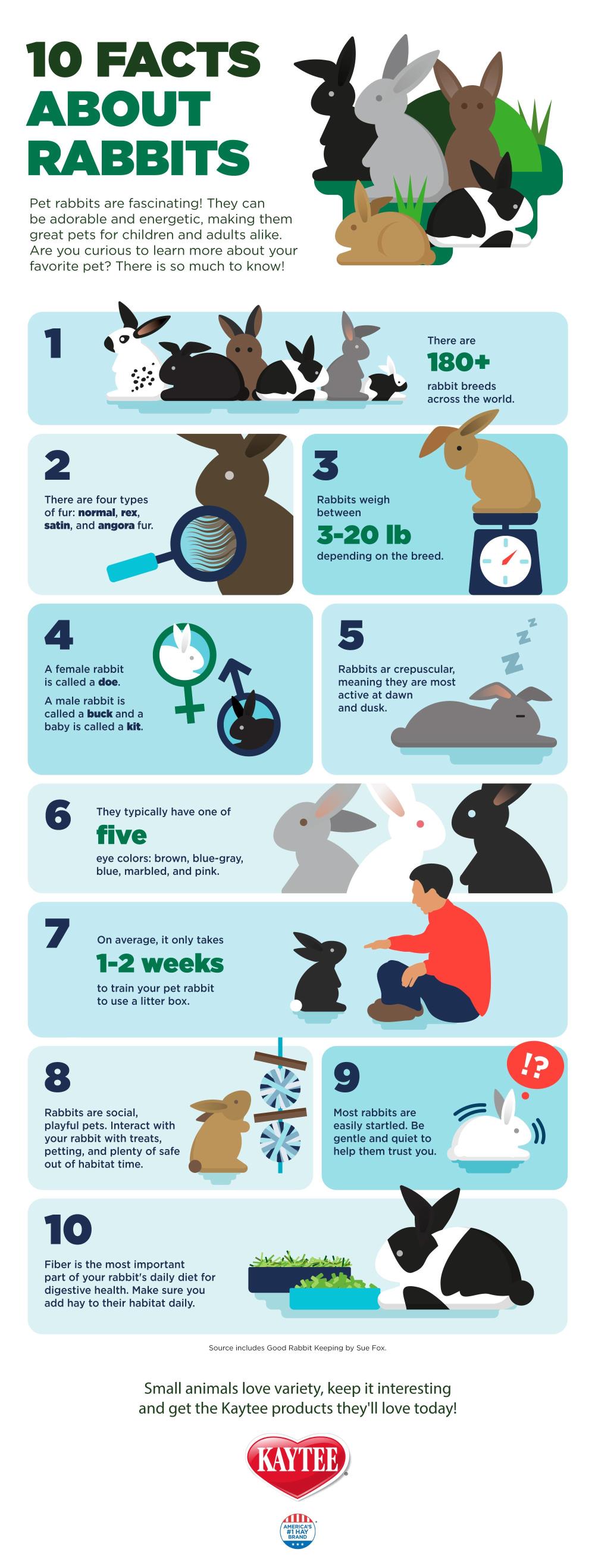 Kaytee Small Animal Blog 10 Facts about Rabbits