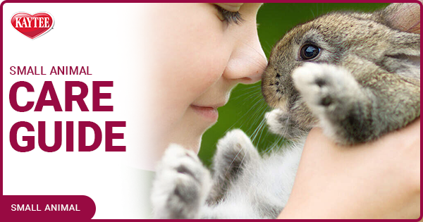 Kaytee Blog Small Animal Care Guide 