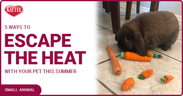 Kaytee Summer TIps for Pets
