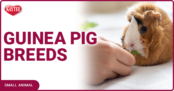 Kaytee Guinea Pig Breeds