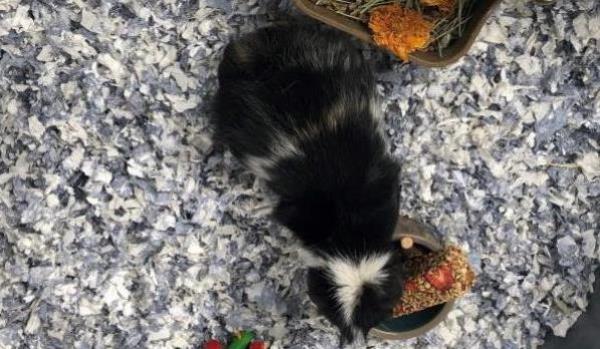 Kaytee Snacks for small Animals