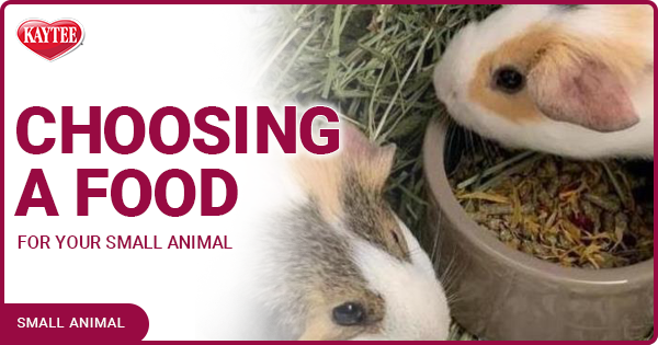 Kaytee Small Animal Blog