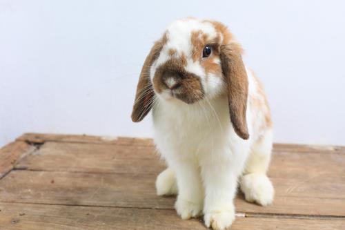 Kaytee Pet Rabbit Liberty Training Tips 