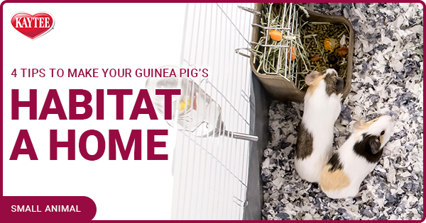 Kaytee Tips for Habitats Guinea Pigs