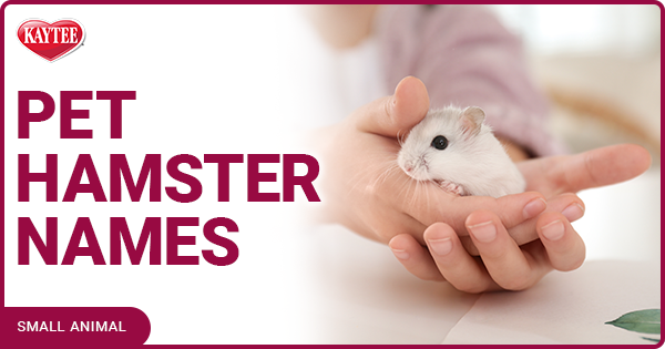 Kaytee Blog Pet Hamster Names