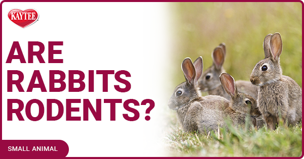 are rabbits rodents