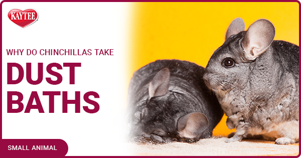 why do chinchillas take dust baths
