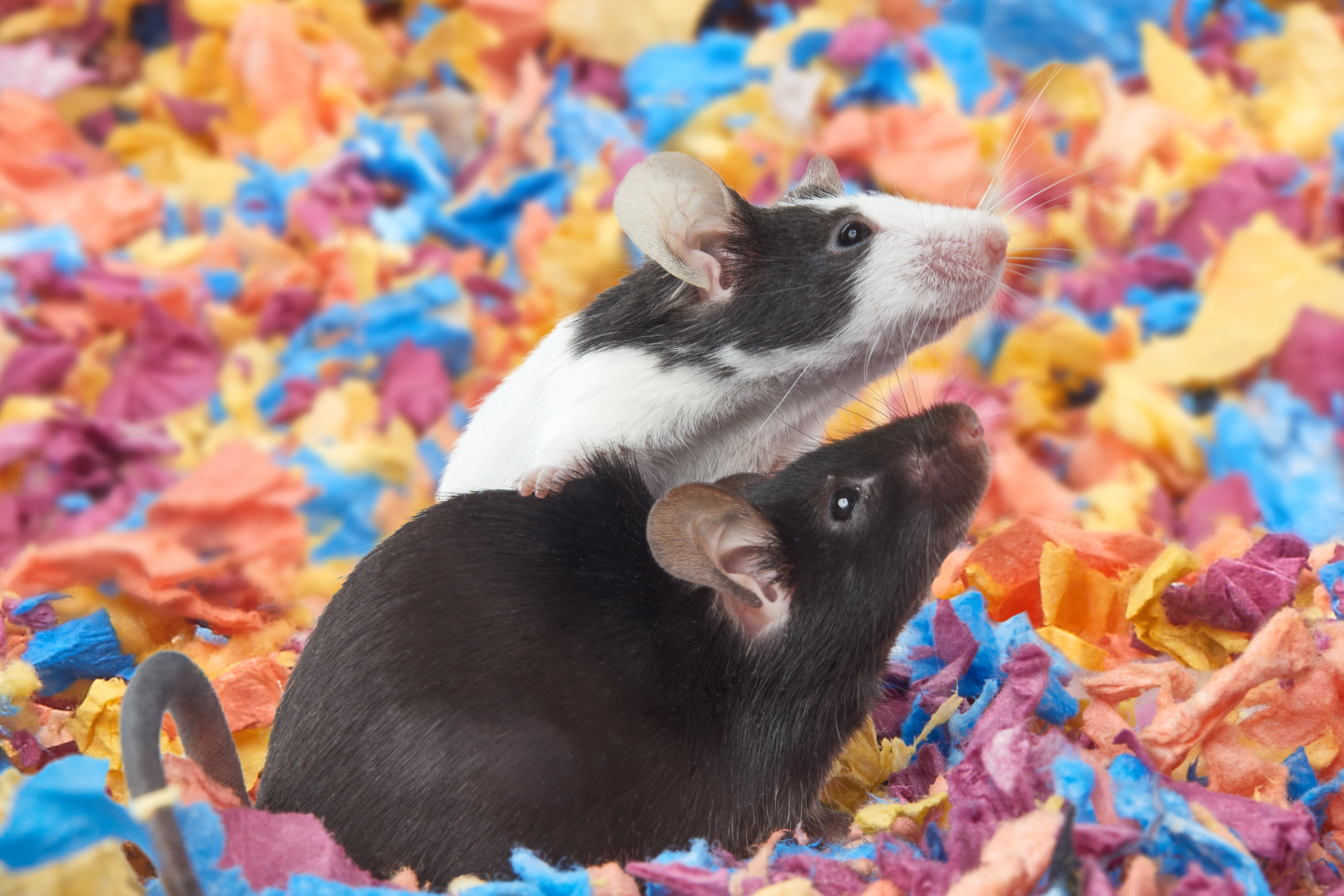 Take care when choosing your small animal