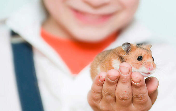 Handling a Hamster