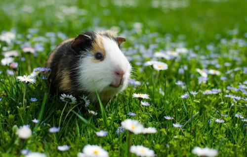 Kaytee Guinea Pig Blog