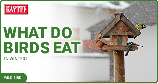 Kaytee What Do Birds Eat In Winter