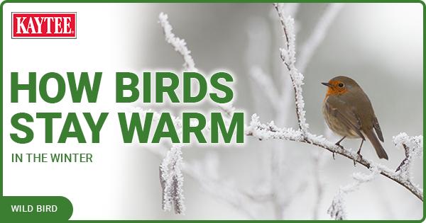 how-birds-stay-warm-in-winter