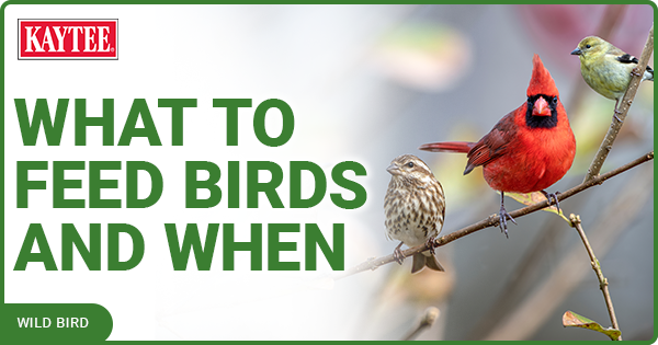 Kaytee Wild Bird What to feed birds and when 