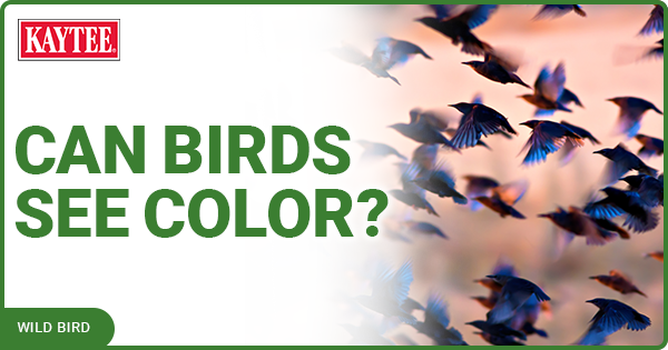 Kaytee Blog Post Can Birds See Color?