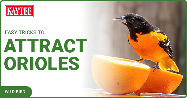Kaytee Wild Bird Easy Tricks to Attract Orioles