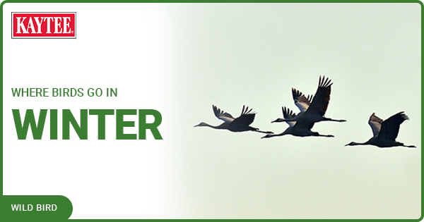 Where Birds Go In Winter