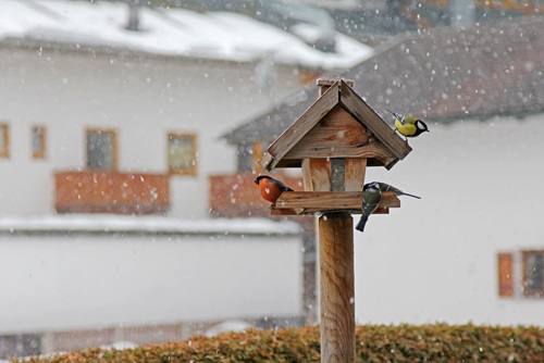 Kaytee What Do Birds Eat in Winter