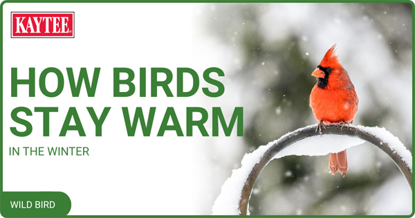 how-birds-stay-warm-in-the-winter-h