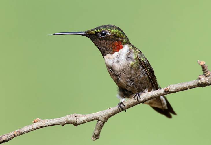 Ruby Throated Hummingbird