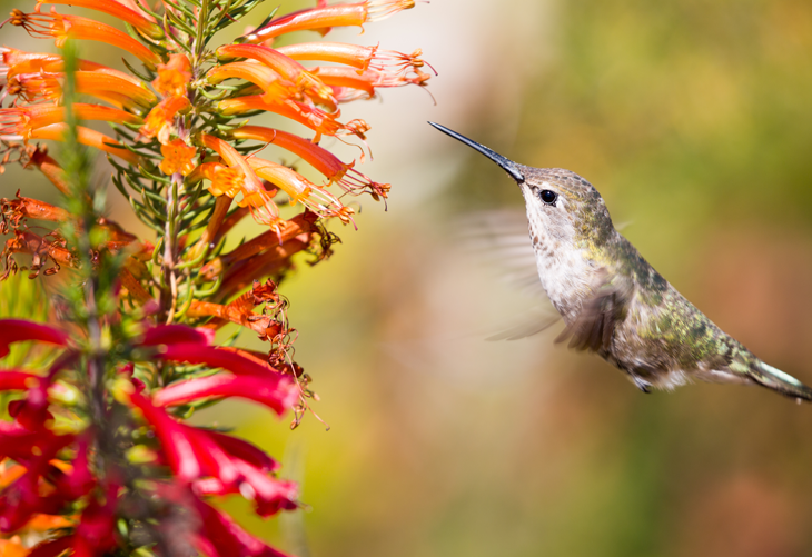 Hummingbird Facts