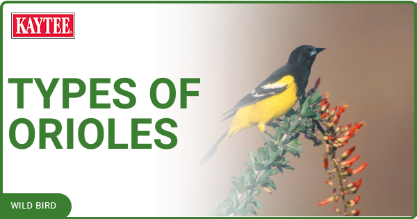 types of orioles