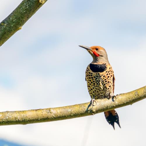 Kaytee US State Birds Alabama State Bird