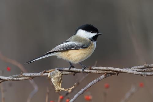 kaytee blog us state birds Maine state birds Massachusetts state birds